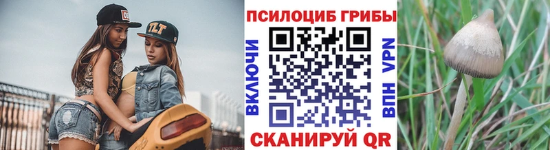 продажа наркотиков  Заволжск  Псилоцибиновые грибы Magic Shrooms 